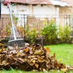 Yard Cleanup