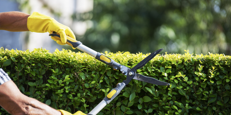 Bush Trimming in Emerald Isle, North Carolina