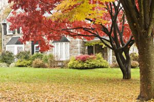 Three Benefits of Leaf Removal for Your Yard