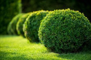 Hedges Gone Wild? Bush Trimming Services to the Rescue!