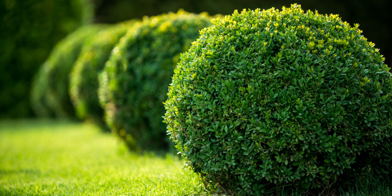 Hedges Gone Wild? Bush Trimming Services to the Rescue!