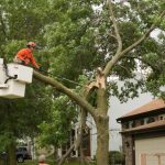 Emergency Tree Services