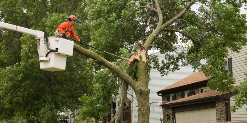 Emergency Tree Services in Emerald Isle, North Carolina