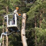 Tree Trimming