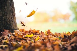 Why Mulching is the Best Option for Leaf Removal