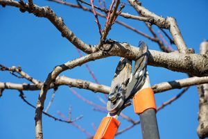 Yard Maintenance Tips to Prepare for Storm Season