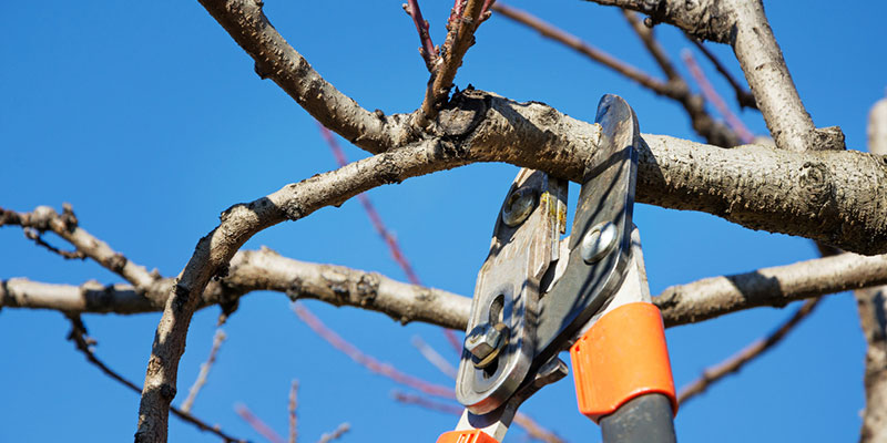 Yard Maintenance Tips to Prepare for Storm Season