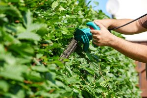 How Professional Bush Trimming Can Enhance Your Home's Curb Appeal