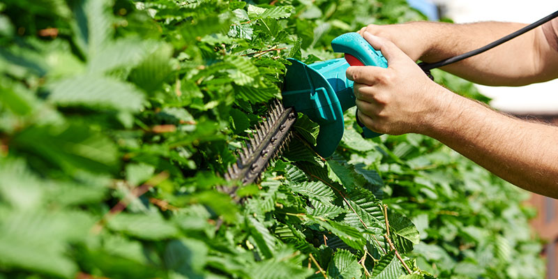 How Professional Bush Trimming Can Enhance Your Home's Curb Appeal