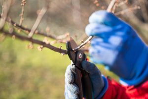 Four Benefits of Tree Trimming