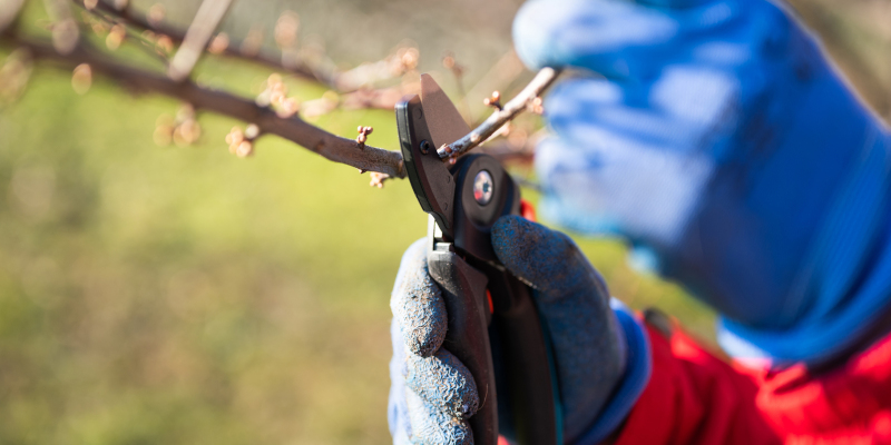 Four Benefits of Tree Trimming
