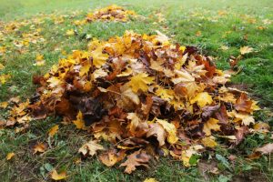 Why Leaf Removal Matters More Than You Think